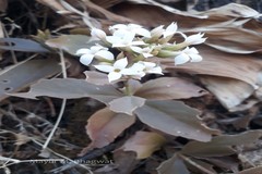 Kalanchoe olivacea